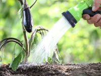 Как выращивать баклажаны в теплице – особенности ухода